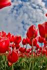 USA, Washington State. Skagit Valley, tulips grown in field Art Print